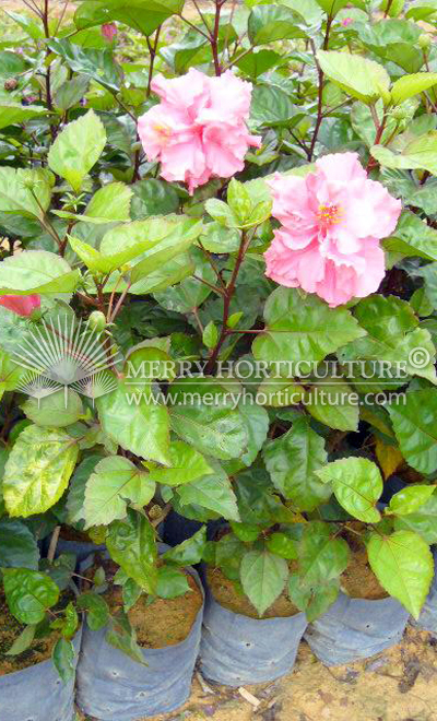 Hibiscus rosa-sinensis 'Cultivar Pink'